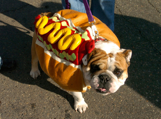Dog, Hotdog Costume Dog, Hotdog Costume